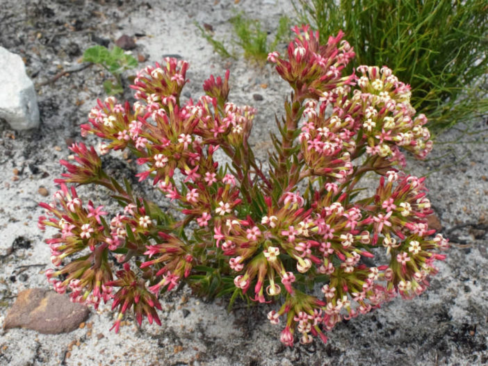 Crassula fascicularis (Fragrant Crassula)