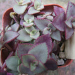 Crassula pellucida subsp.marginalis f. rubra