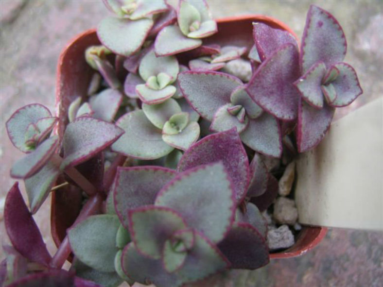 Crassula pellucida subsp. marginalis 'Rubra'
