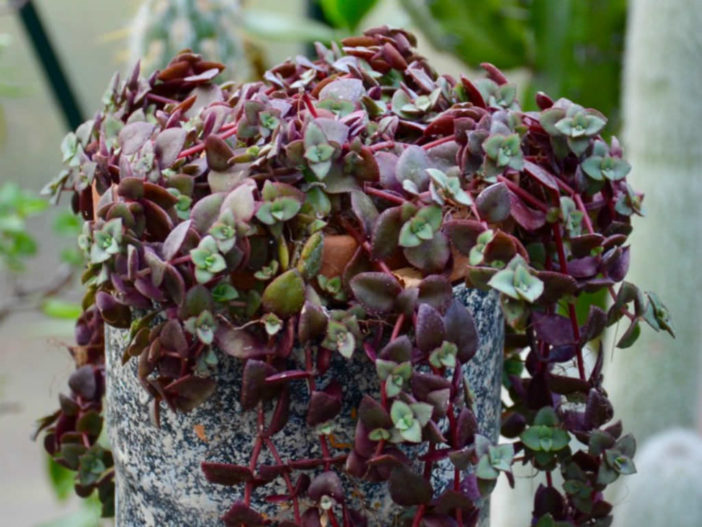 Crassula pellucida subsp.marginalis f. rubra