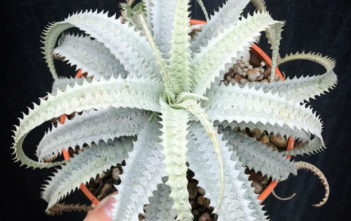 Cryptanthus warasii (Earth Star) Cryptanthus warasii (Earth Star)