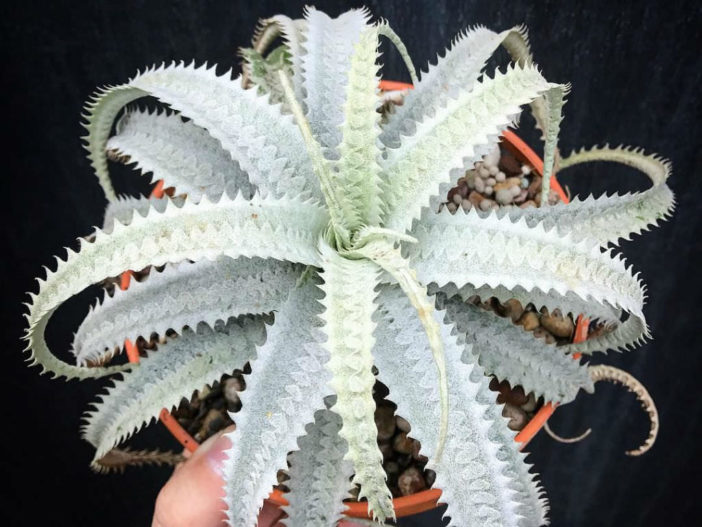 Cryptanthus warasii (Earth Star)