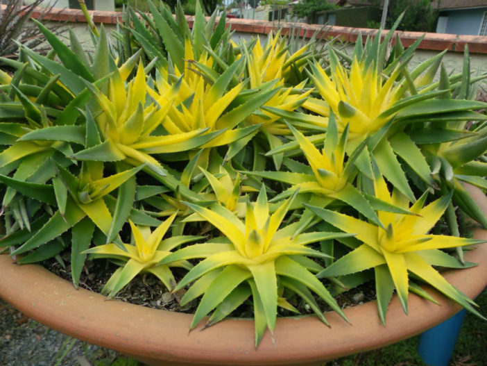 Dyckia brevifolia 'Yellow Glow'