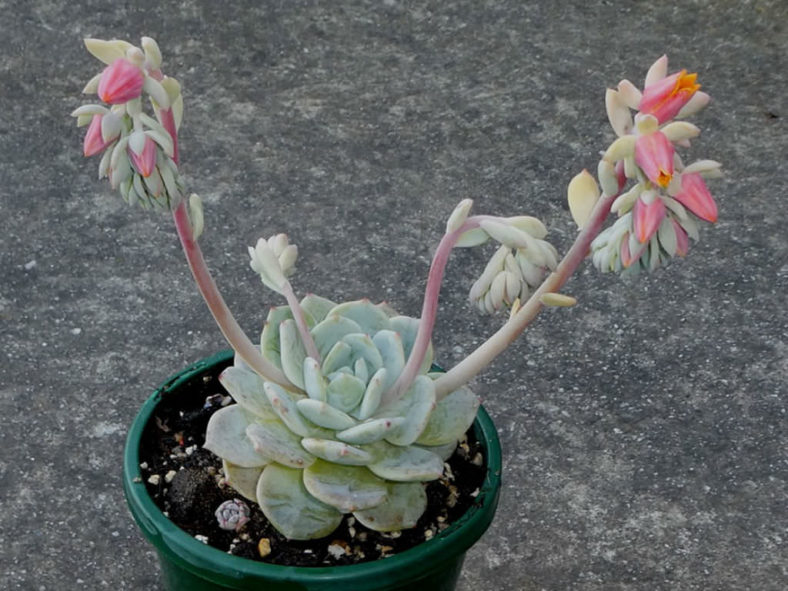 Echeveria 'Mont Blanc'