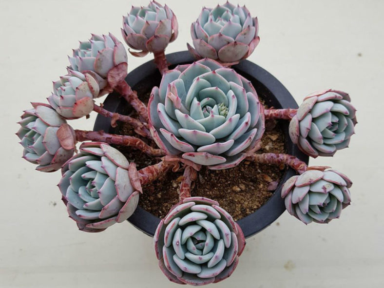 Echeveria 'Mont Blanc'