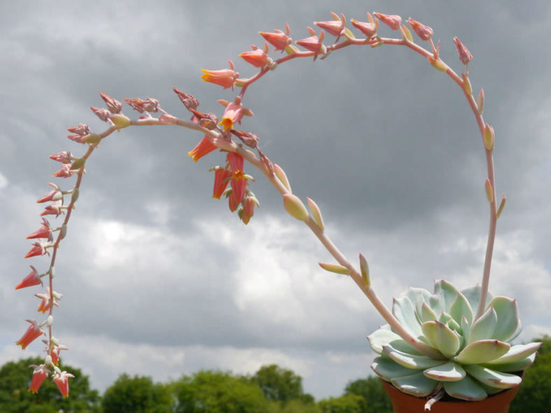 Echeveria 'Mont Blanc'