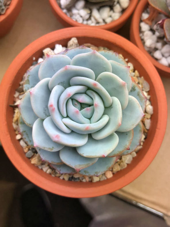 Echeveria 'Mont Blanc'