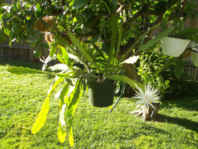 Epiphyllum hookeri subsp. guatemalense