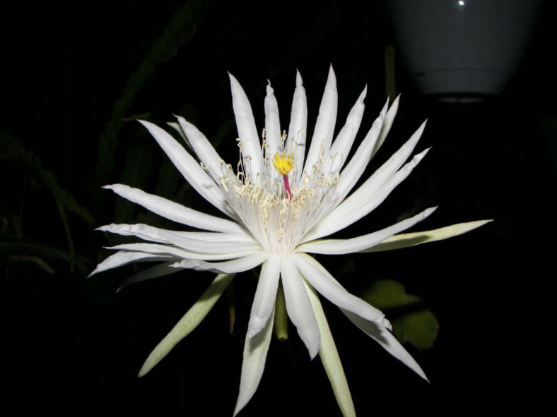 Epiphyllum hookeri subsp. guatemalense