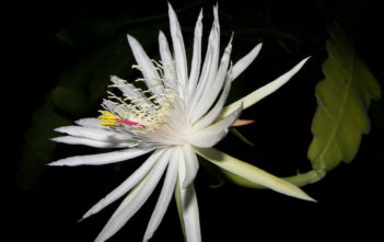 Epiphyllum hookeri subsp. guatemalense Epiphyllum hookeri subsp. guatemalense