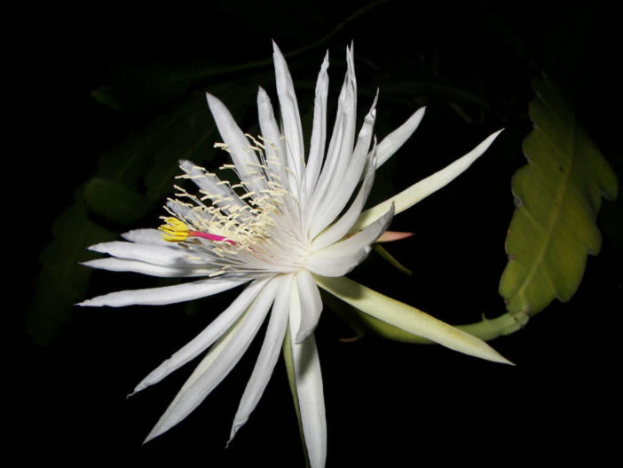 Epiphyllum hookeri subsp. guatemalense