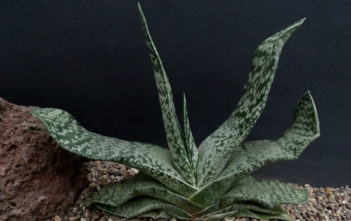 Gasteria disticha (Great Karoo Ox-tongue) Gasteria disticha (Great Karoo Ox-tongue)