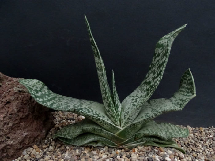 Gasteria disticha (Great Karoo Ox-tongue)