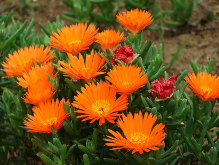 Lampranthus aurantiacus (Orange Ice Plant)