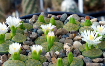 Lithops lesliei 'Albinica' Lithops lesliei 'Albinica'
