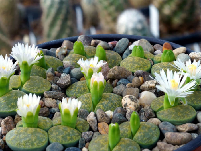 Lithops lesliei 'Albinica'