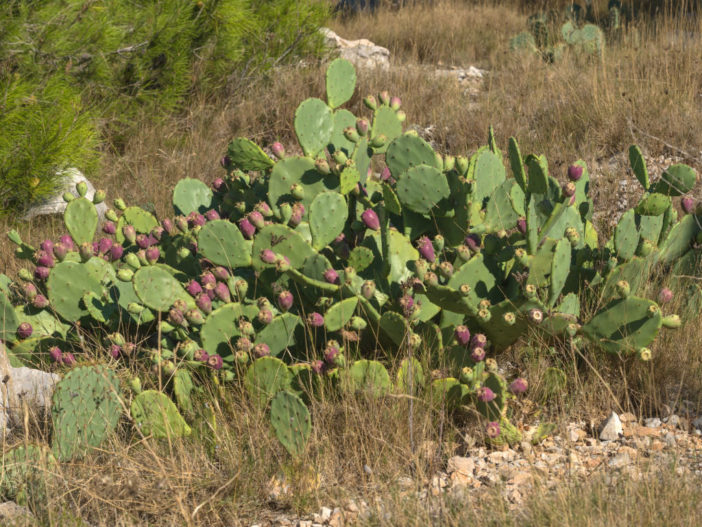 Opuntia stricta (Erect Prickly Pear)