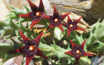 Orbea semitubiflora Orbea semitubiflora