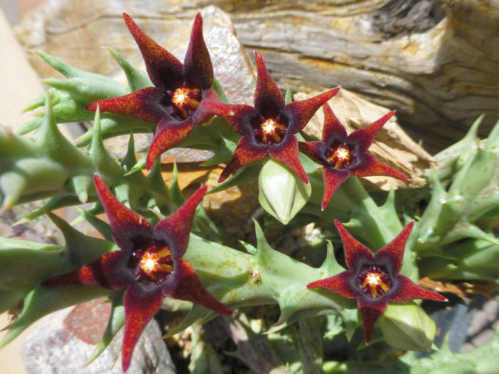 Orbea semitubiflora