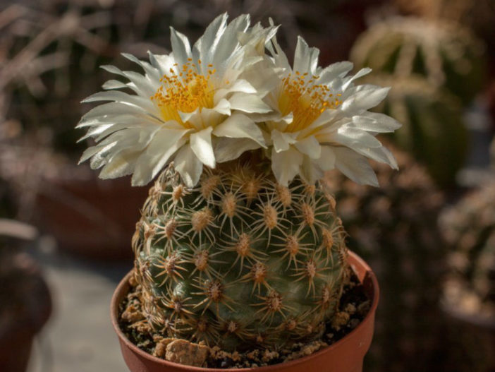 Pediocactus bradyi (Brady's Pincushion Cactus)