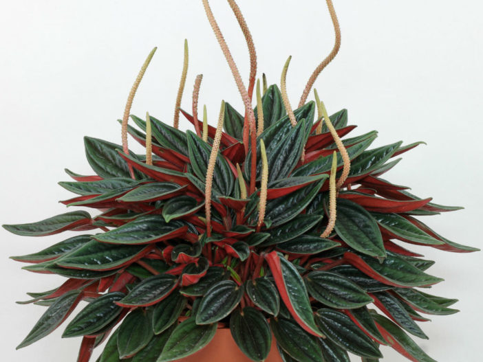 Peperomia 'Rosso'