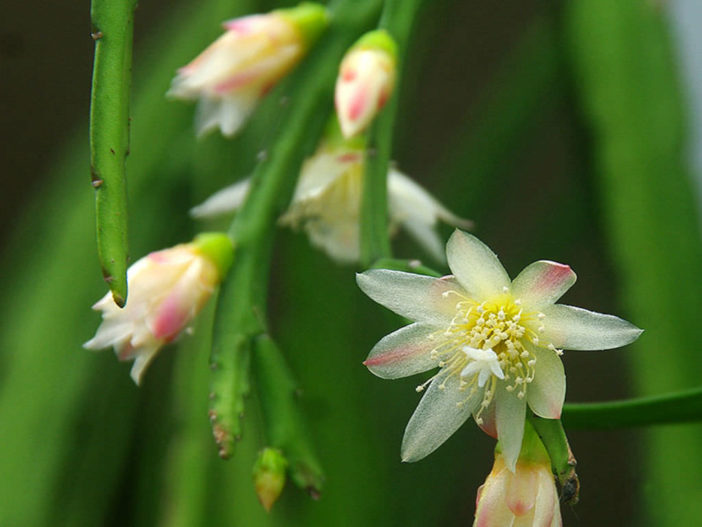 Pfeiffera boliviana - World of Succulents