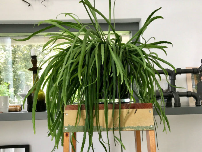 Pfeiffera boliviana