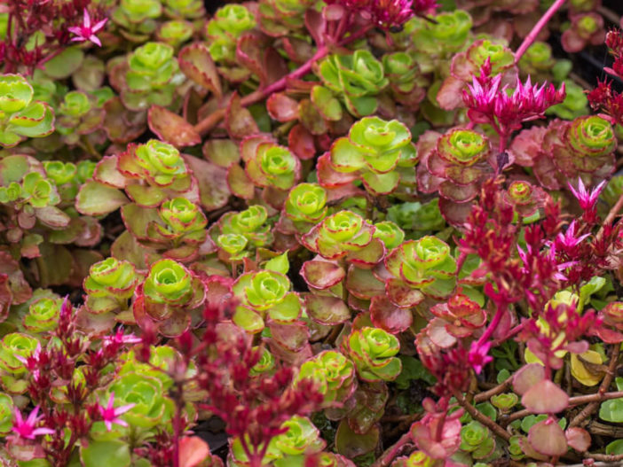 Phedimus spurius 'Fuldaglut' aka Sedum spurium 'Fuldaglut'