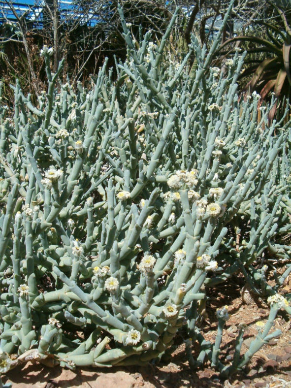 Ruschia crassa