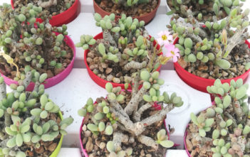 How to Grow and Care for Tylecodon Tylecodon schaeferianus