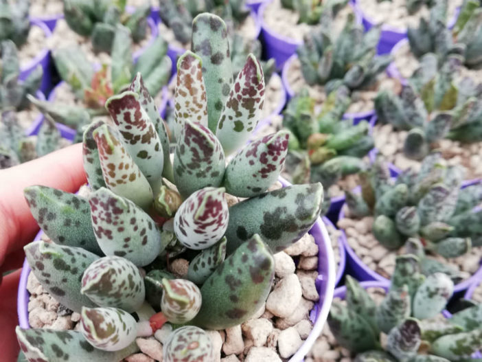 Adromischus festivus (Plover Eggs Plant)