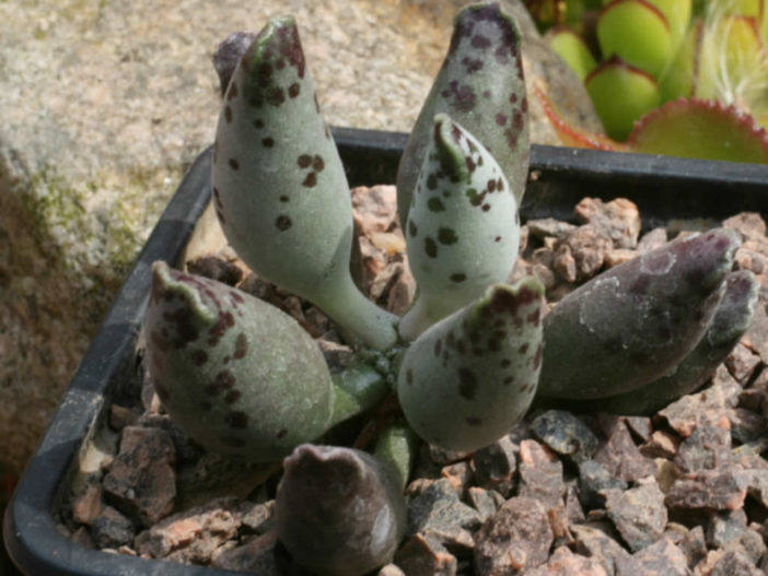 Adromischus festivus (Plover Eggs Plant) - World of Succulents