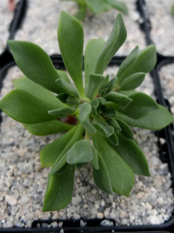 Aeonium lindleyi subsp. viscatum aka Aeonium viscatum