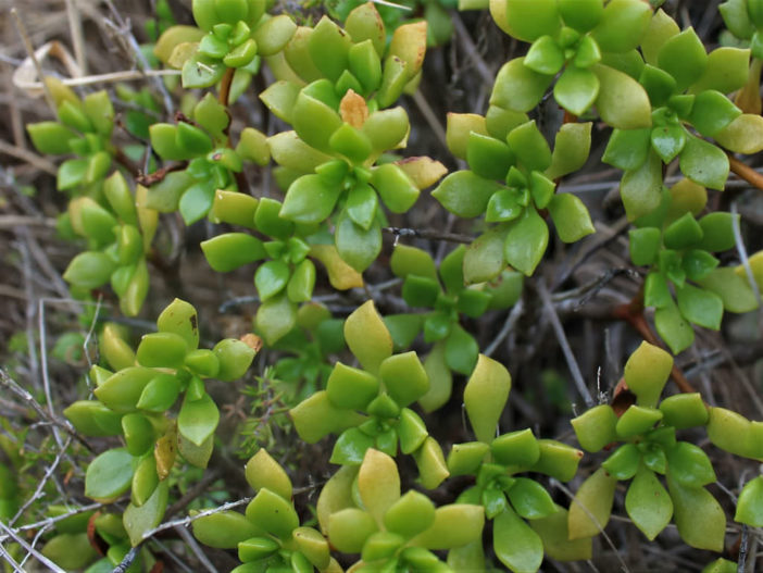 Aeonium lindleyi subsp. viscatum aka Aeonium viscatum