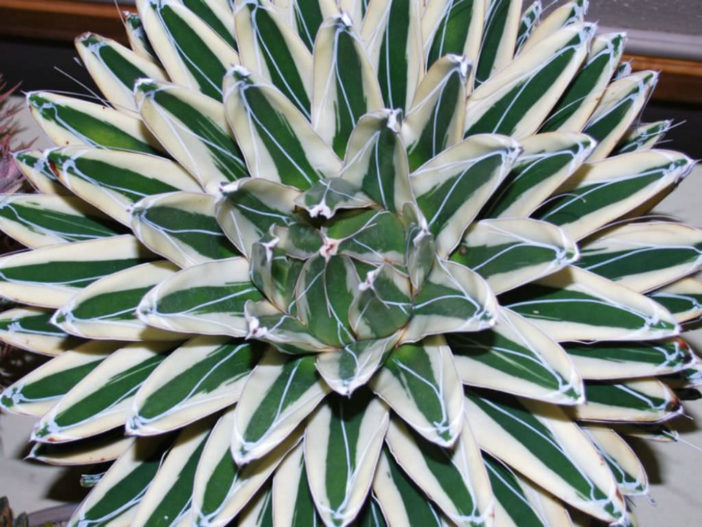 Agave victoriae-reginae 'Albomarginata' - World of Succulents