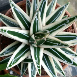 Agave victoriae-reginae 'Albomarginata' - World of Succulents