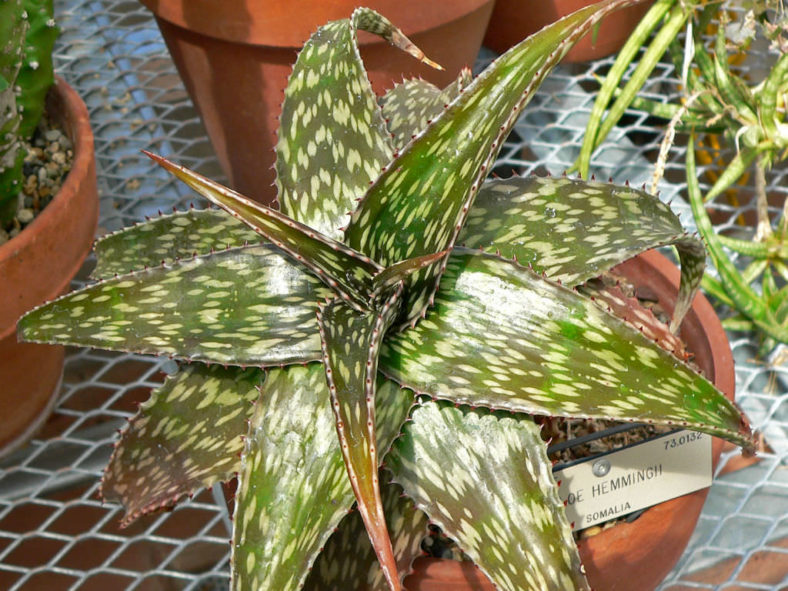 Aloe hemmingii (Mosaic Aloe)