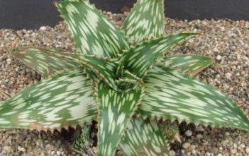 Aloe hemmingii (Mosaic Aloe) Aloe hemmingii (Mosaic Aloe)
