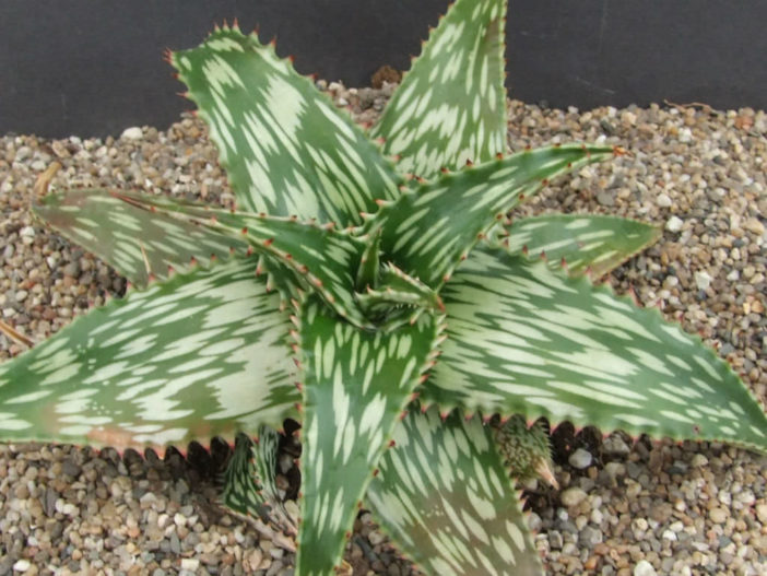 Aloe hemmingii (Mosaic Aloe)