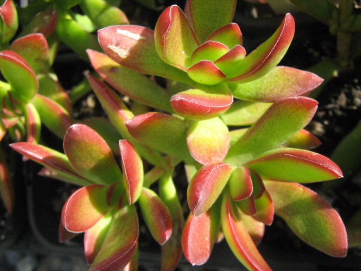 Crassula rubricaulis (Red-stem Crassula)