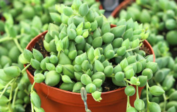 How to Grow and Care for Curio Curio herreanus (String of Watermelons) aka Senecio herreanus or Senecio herreianus