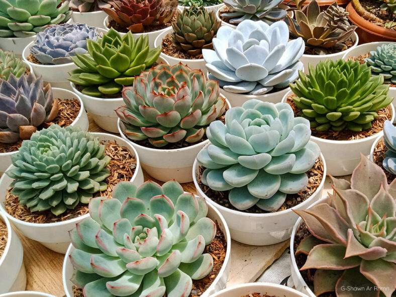 Echeveria grow and care tips