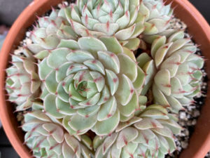 Echeveria 'Ben Badis' - World of Succulents