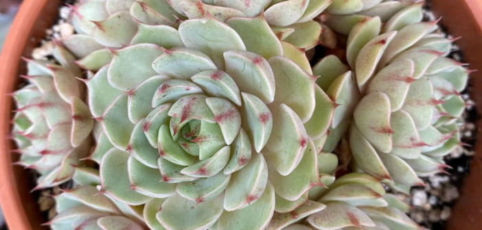 洋書 ECHEVERIA CULTIVARS 図鑑 洋書 ECHEVERIA CULTIVARS 図鑑 Echeveria Cultivars | NHBS
