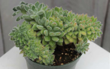 Echeveria 'Doris Taylor' f. cristata Echeveria 'Doris Taylor' f. cristata