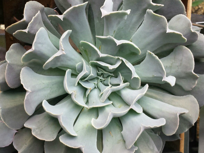 Echeveria 'Swan Lake' aka Echeveria 'Doppler'