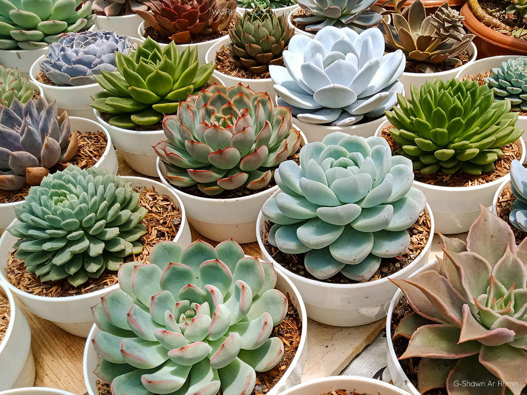 Echeveria grow and care tips