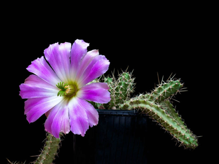 Echinocereus pentalophus subsp. procumbens (Lady Finger Cactus)