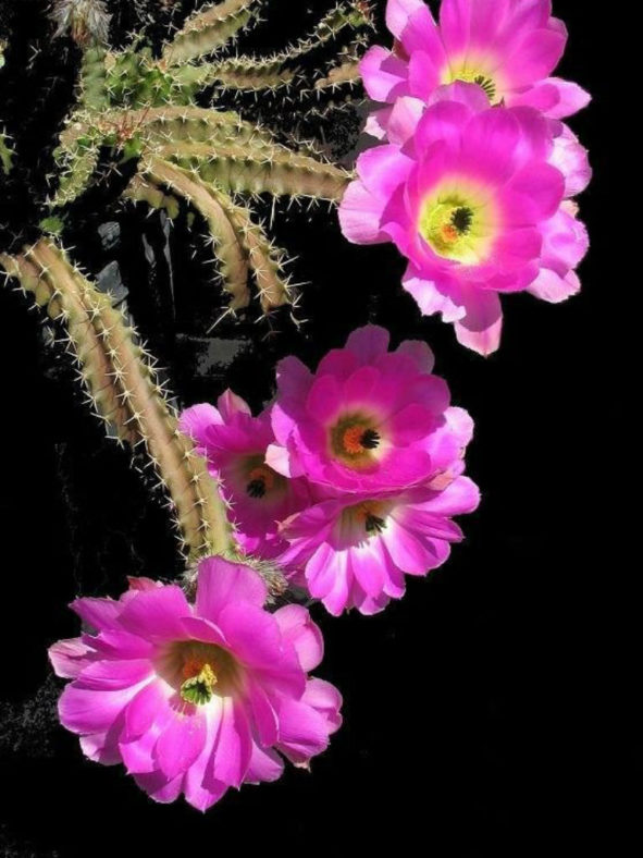 Echinocereus pentalophus subsp. procumbens (Lady Finger Cactus)