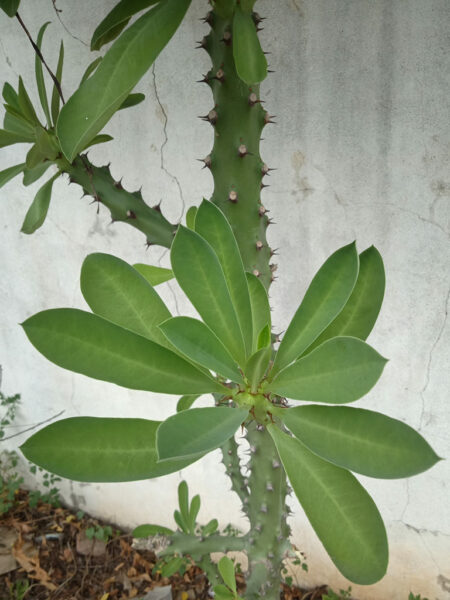 Euphorbia neriifolia (Indian Spurge Tree) - World of Succulents